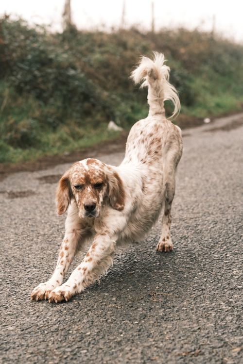 Free English Setter dog stretching on a rural country road outdoors. Stock Photo