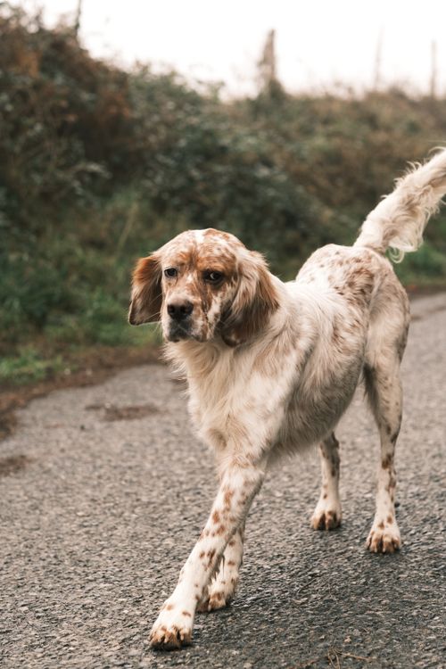 Free An English Setter dog walks confidently on a rural road in a natural setting. Stock Photo