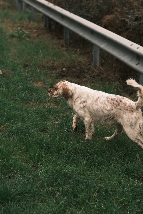 Free An English Setter dog walking on grass beside a roadside barrier. Stock Photo