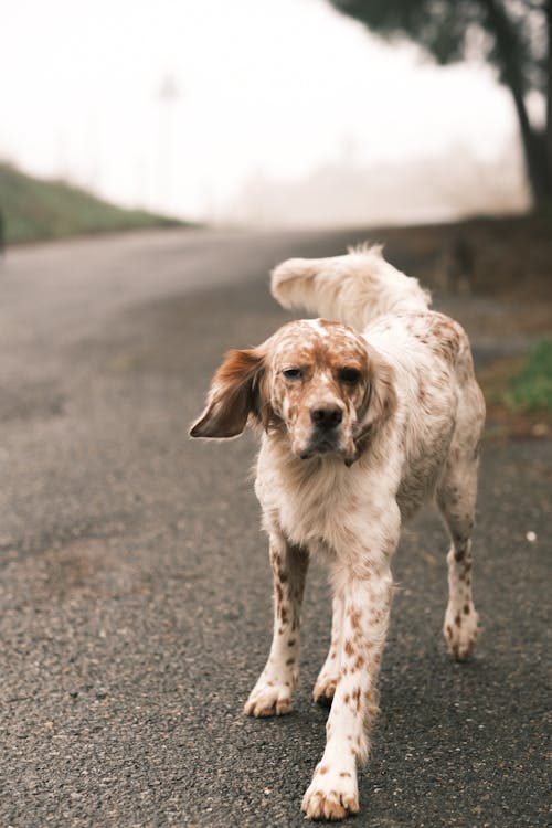 Free A Furry Dog on the Road Stock Photo