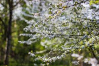 春天宁静的森林里，盛开的樱花景色壮丽