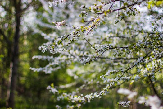 春天宁静的森林里，盛开的樱花景色壮丽