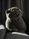 Free stock photo of animal, cat, cay eyes