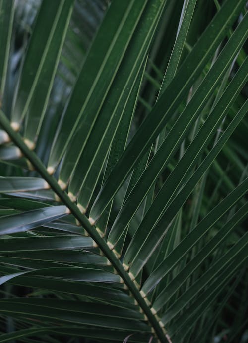 Foto d'estoc gratuïta de estampat, fulles de coco, fulles verdes