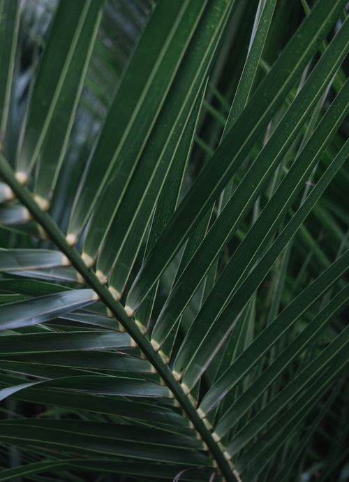 Free Detailed close-up shot of vibrant green palm leaves with intricate vein patterns. Stock Photo