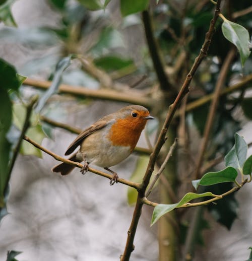 Brown and Orange Bird Perched on Branch