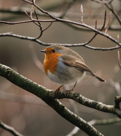 Free Close-up of a European Robin perched on a branch in natural setting. Stock Photo