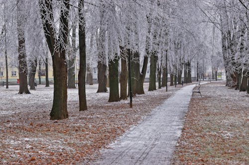 Fotobanka s bezplatnými fotkami na tému dláždená cesta, holé stromy, lavička