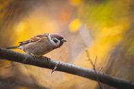 Free stock photo of animal, avian, bird