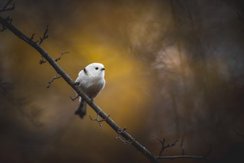 分公司, 動物, 動物攝影 的 免费素材图片