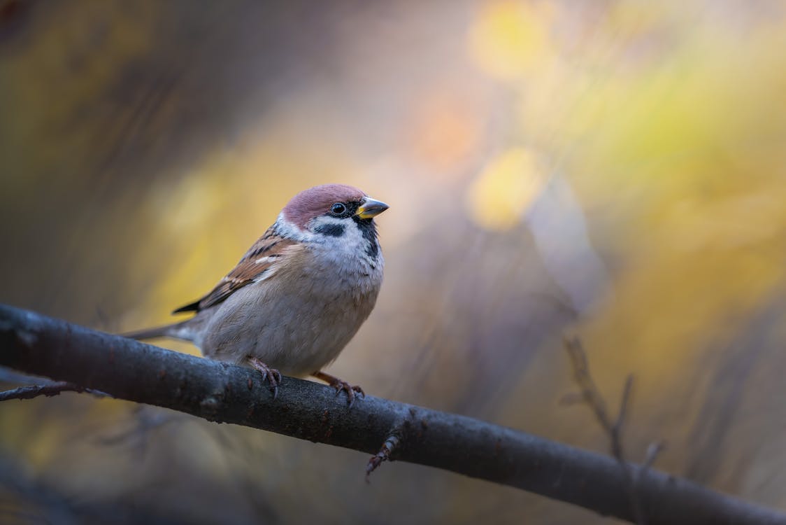 Free Close-Up Shot of a Sparrow Perched on Tree Trunk Stock Photo