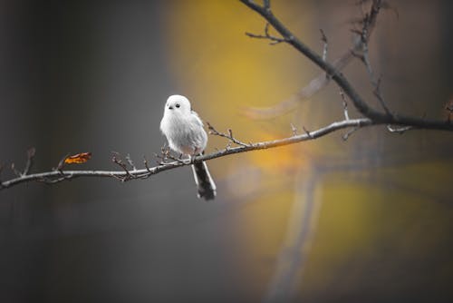 Free White Bird Perched on Tree Branch Stock Photo