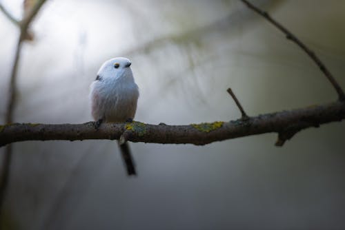 Free A White Bird Perched on a Tree Branch Stock Photo