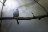 Free stock photo of animal, avian, beak