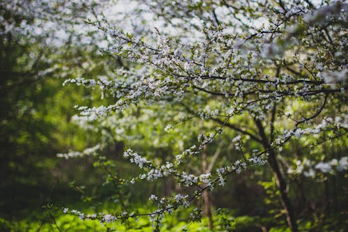 免费 白樱花开花的树 素材图片