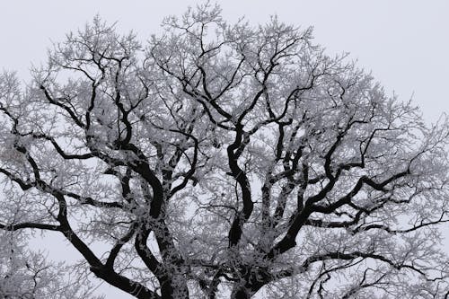 Free Darmowe zdjęcie z galerii z dąb, drzewo, gałęzie Stock Photo