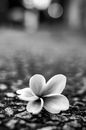 Grayscale Photo of White Flower