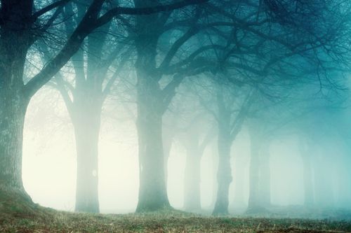 Free A serene misty forest with bare trees creating a moody and atmospheric scene. Stock Photo
