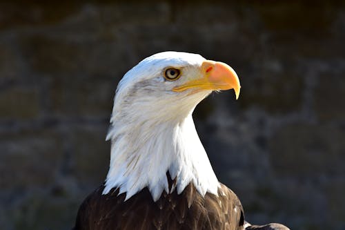 Free Close-Up Shot of an Bald Eagle Stock Photo