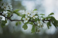 柔和的灯光下，树枝上美丽的白色花朵被捕捉到，象征着春天的绽放