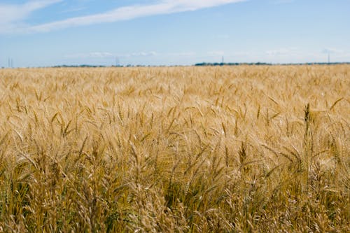 Free stock photo of clouds, country, dry