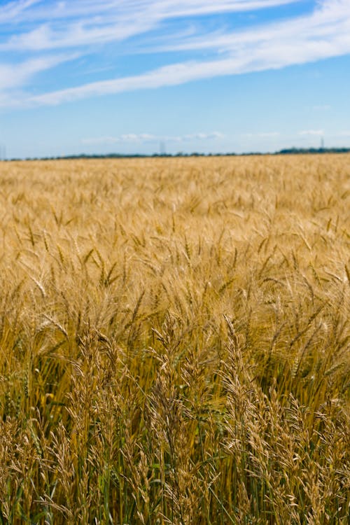 Free stock photo of clouds, country, dry