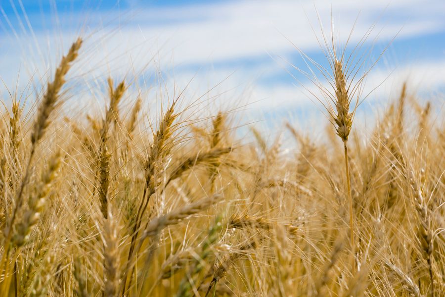 Golden Harvest Wheat