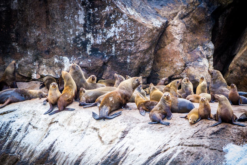 Grupo De Lobos Marinos · Foto de stock gratuita