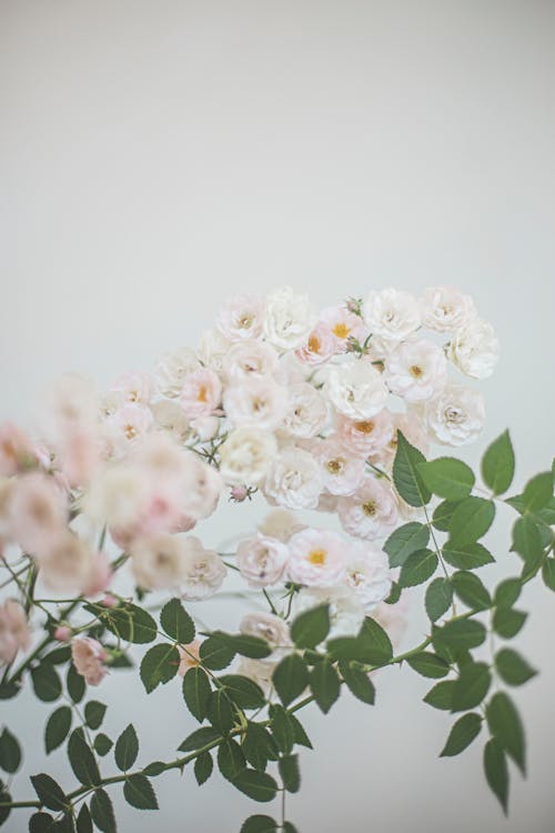 Free White Flowers With Green Leaves Stock Photo