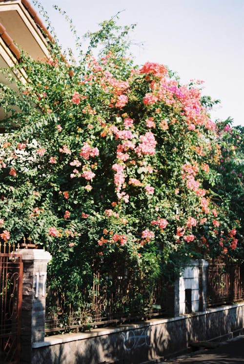 Dense Bougainvillea in the Front Yard