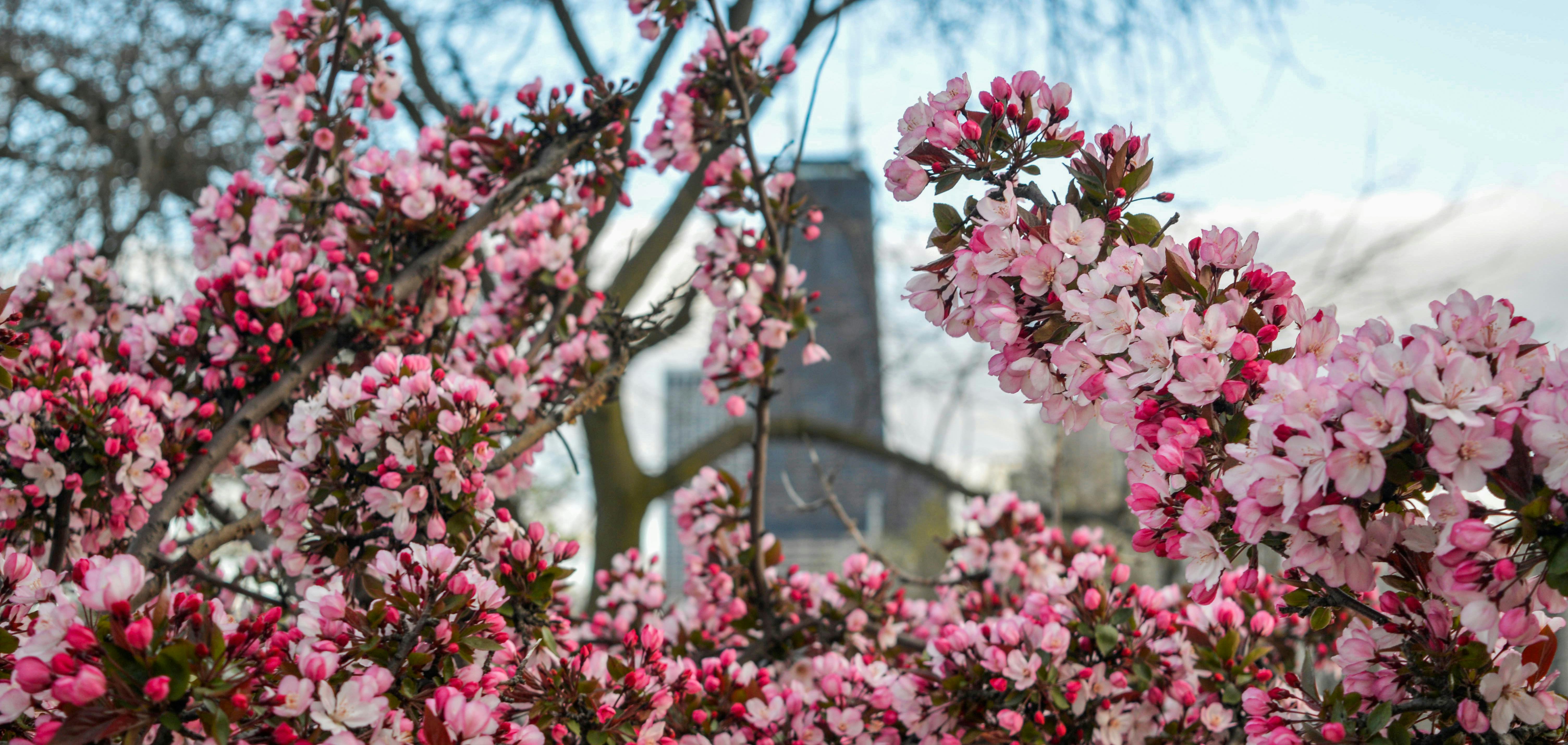 Free stock photo of chicago, flowers, IL