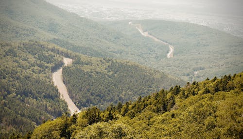 A Road Across the Mountain Forest