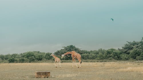Two Giraffes in Savanna