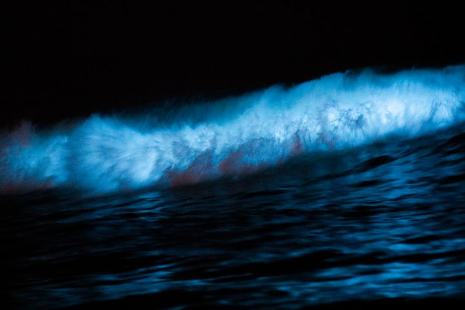 glowing bioluminescent water in a clear kayak glowing bioluminescent water in a clear kayak
