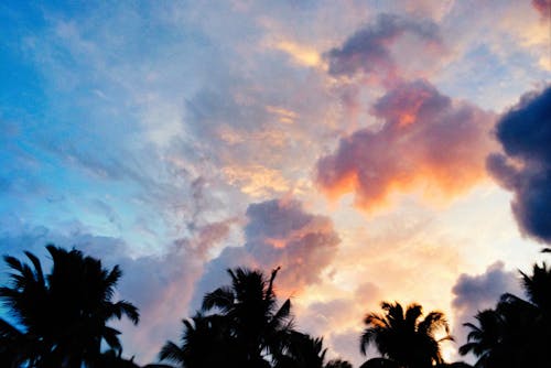 Immagine gratuita di alba, alberi di cocco, cielo al crepuscolo