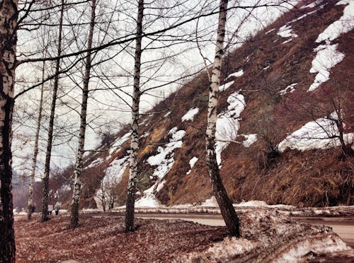 Silver Birch Trees on Roadside Photo