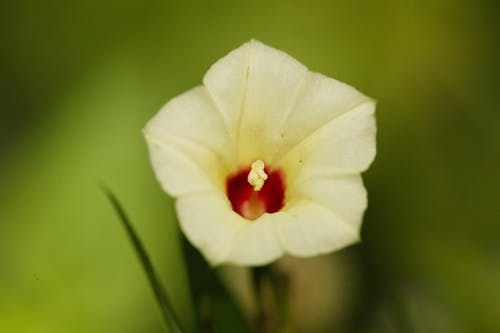 Close-Up Shot of a Blooming Merremia Flower