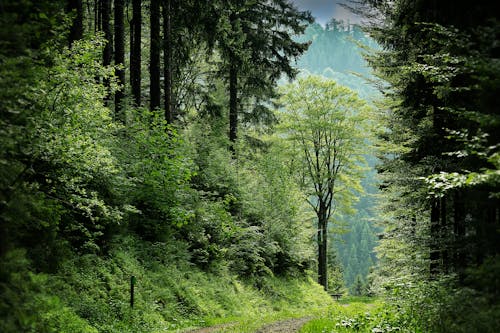 Pathway Between Green Leafed Trees