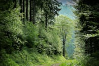 这条迷人的森林小径被充满活力的绿树环绕，是自然爱好者和寻求宁静的度假胜地