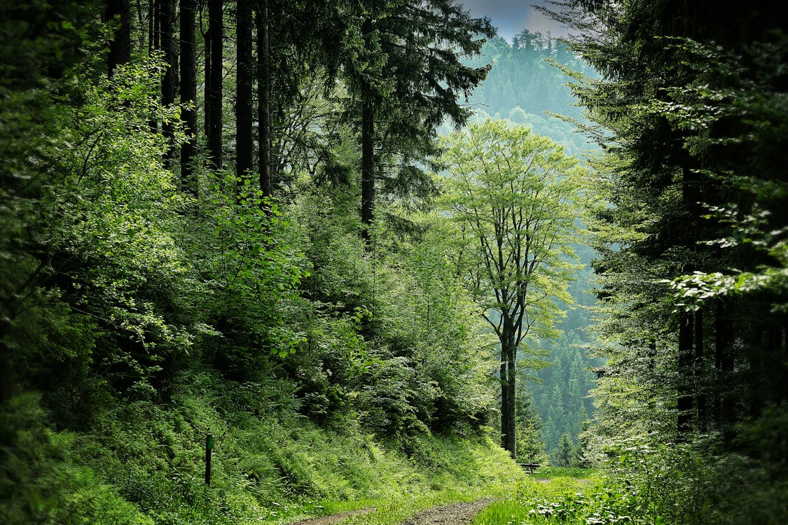 Pathway Between Green Leafed Trees