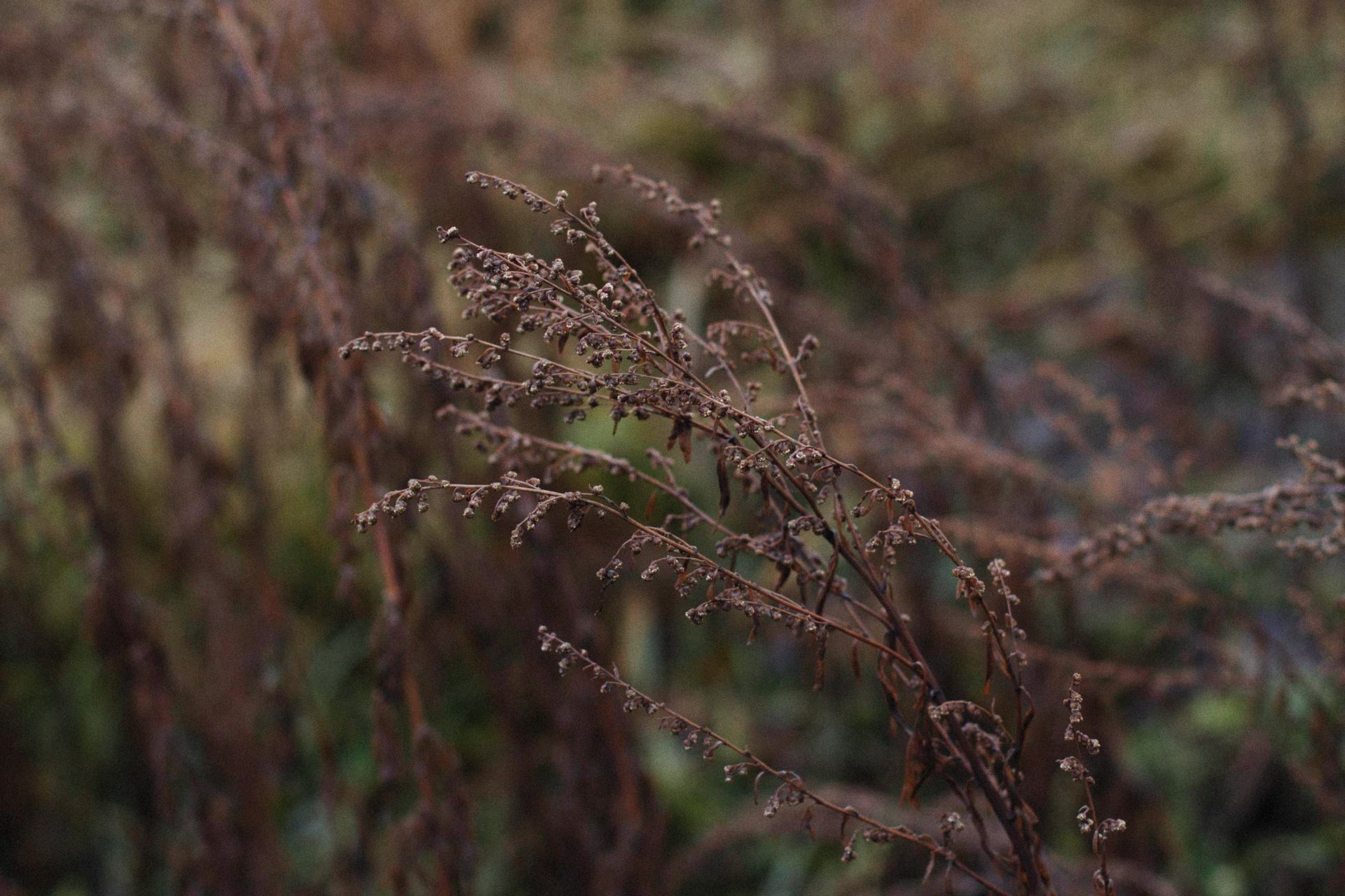 Close Up of Dry Plant on Field