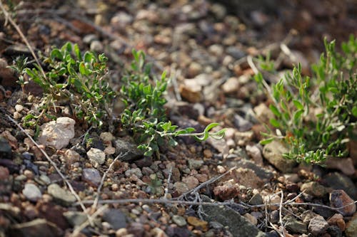 Close Up of Plants and Rocks
