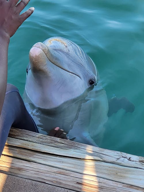 Kostnadsfri bild av delfin, simma med delfin