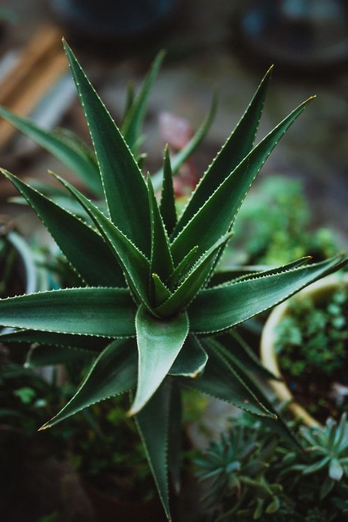 Free Close-up shot of a vibrant green aloe plant in a pot, showcasing natural beauty indoors. Stock Photo