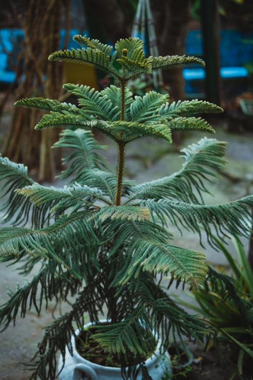Free A potted Norfolk Island Pine with lush green foliage captured outdoors, perfect for greenery concepts. Stock Photo