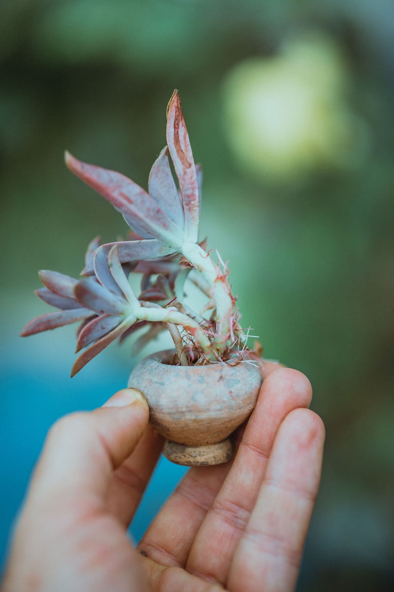 Tiny succulent in a small pot showing healthy growth