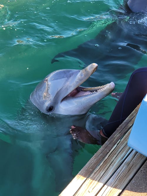 Kostnadsfri bild av delfin