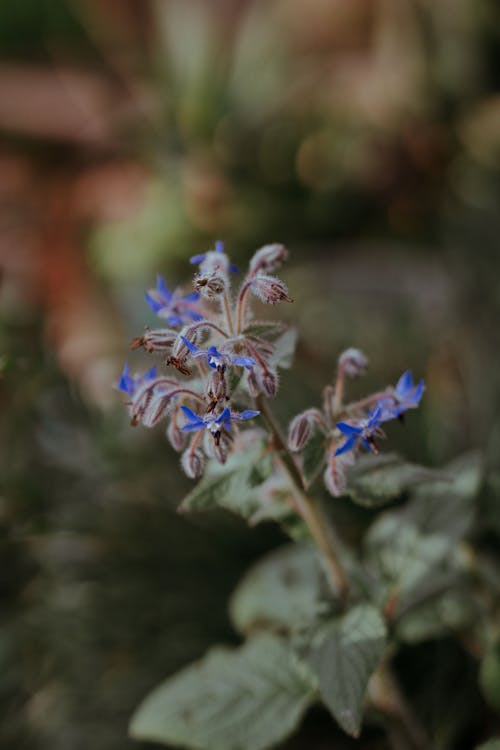 Plant with Blue Flowers