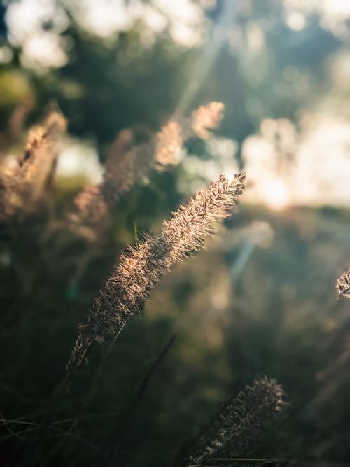 Free Gentle sunlit grasses sway outdoors, capturing the beauty of nature's growth and tranquility. Stock Photo