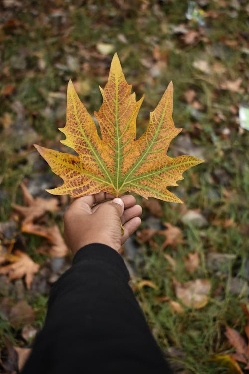 Free Person Holding Brown and Yellow Leaf Stock Photo